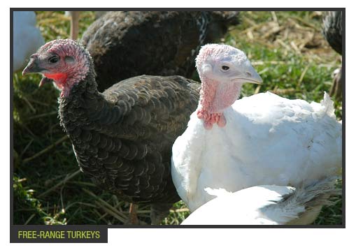 Free range turkeys